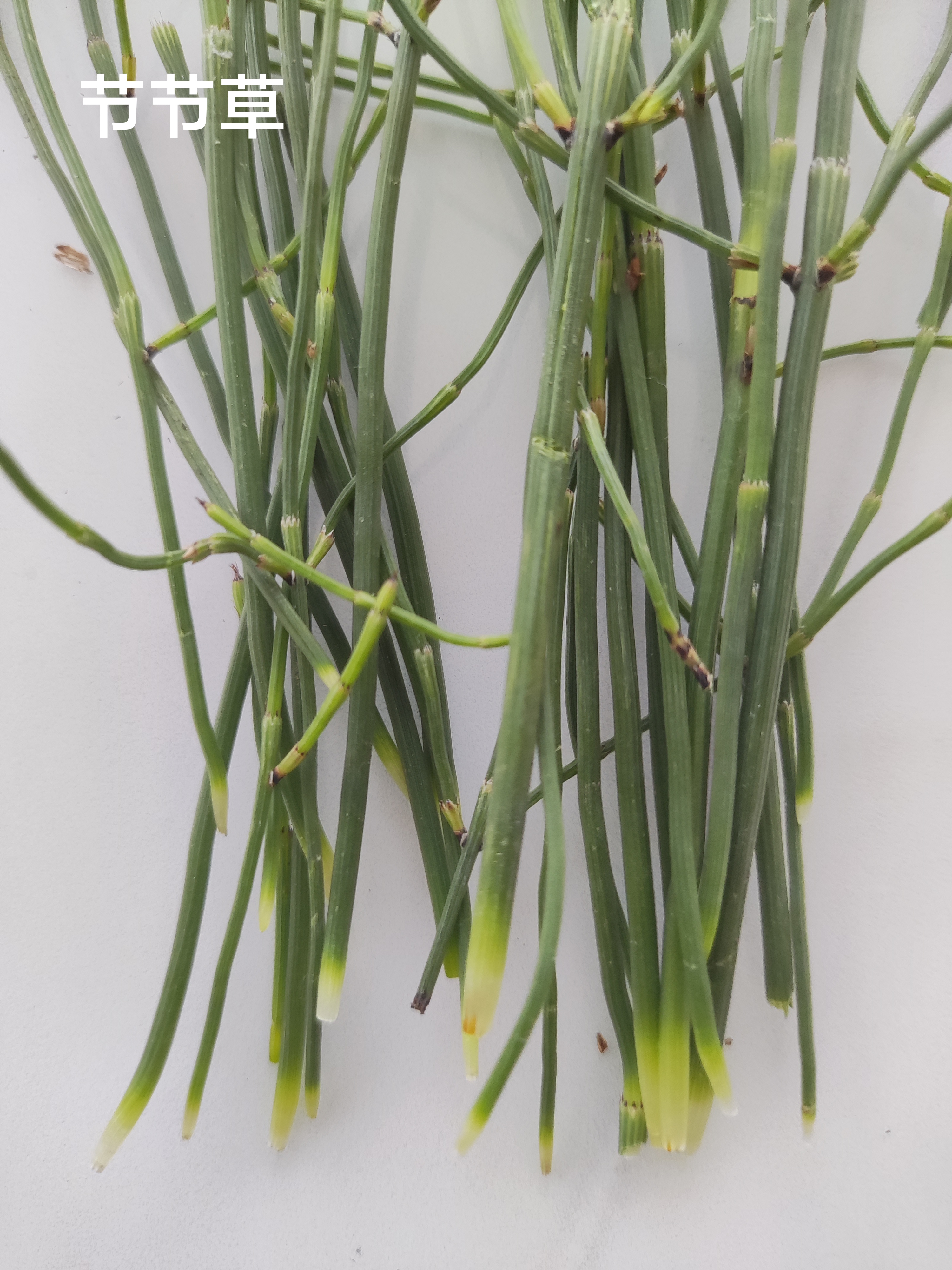 突然发现,在费菜里竟然稀稀拉拉生长着节节草