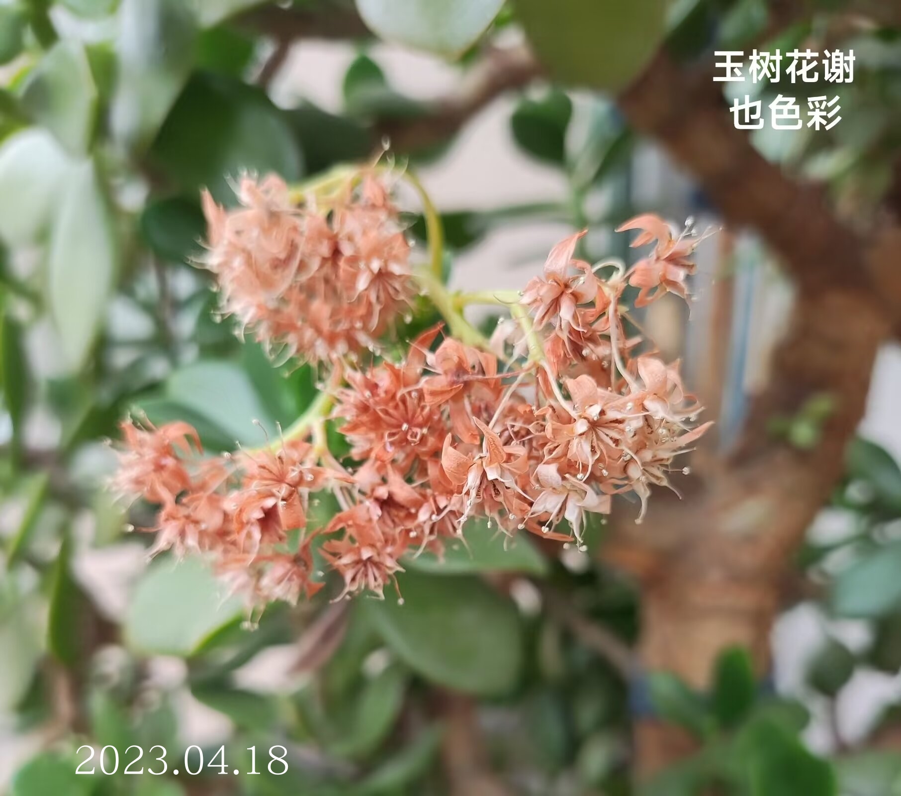 玉树临风,开花不易.