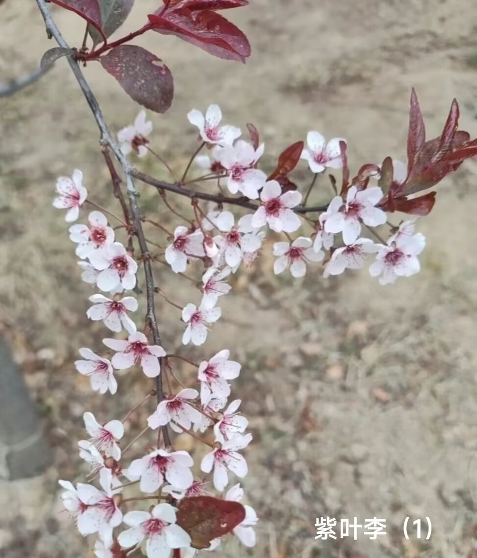 野生好味道 紫叶李虽说成不了行道树