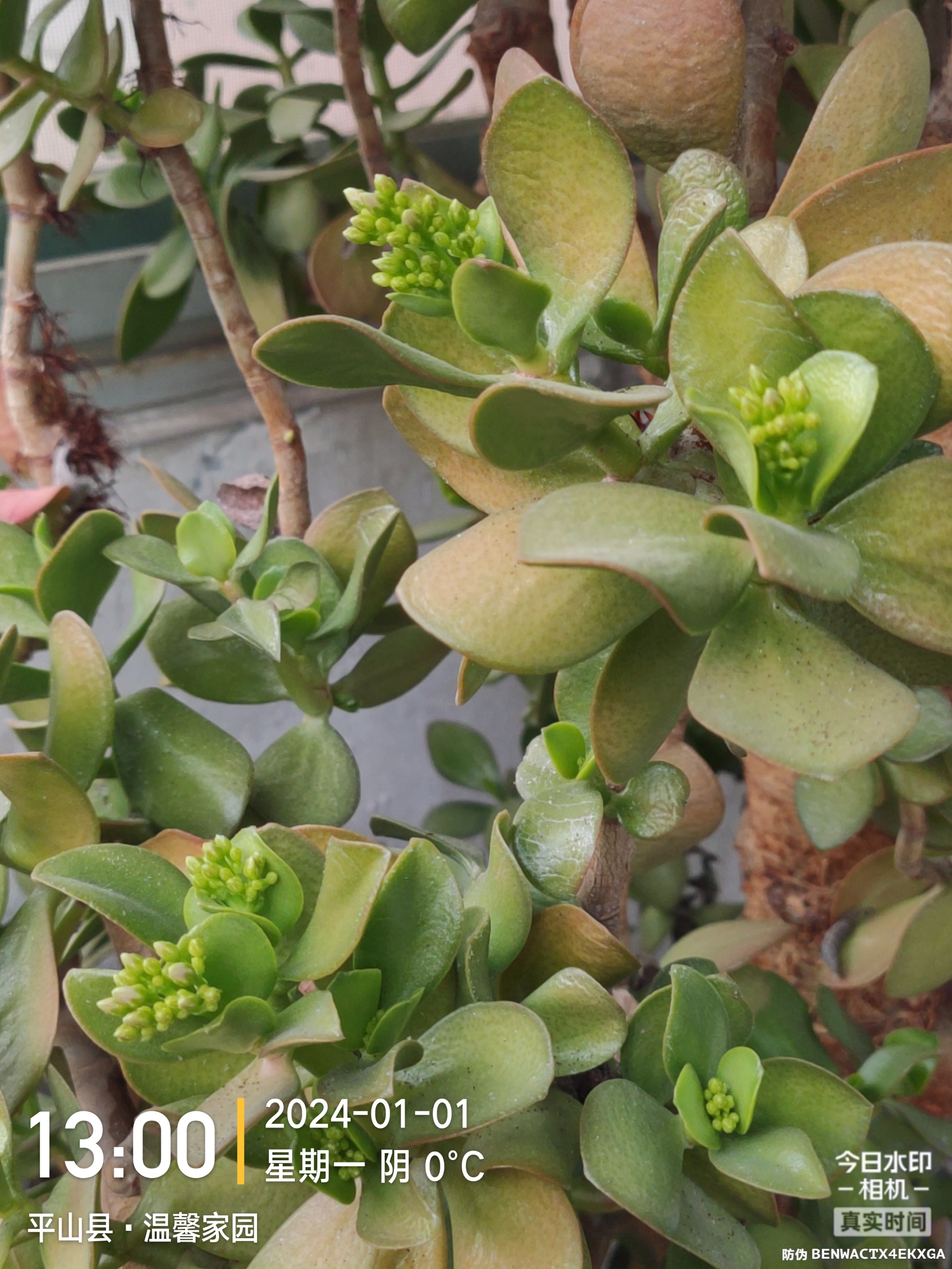 玉树临风,开花不易.