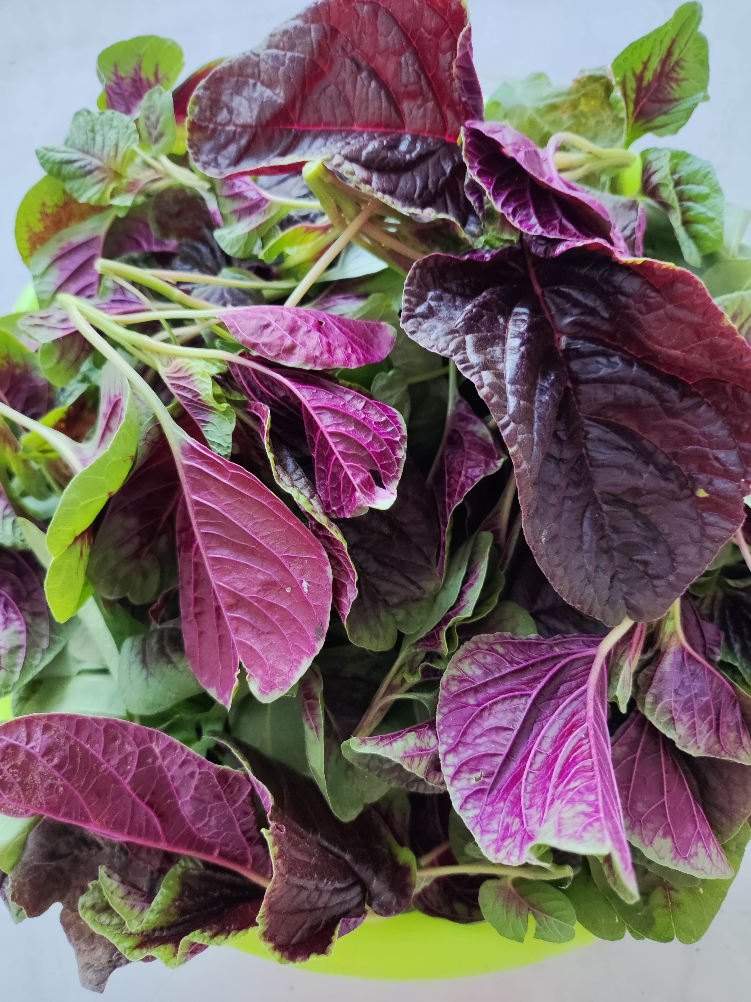 今天早晨采摘的苋菜,新鲜欲滴,红绿交织的叶片,宛如自然的调色盘,让人