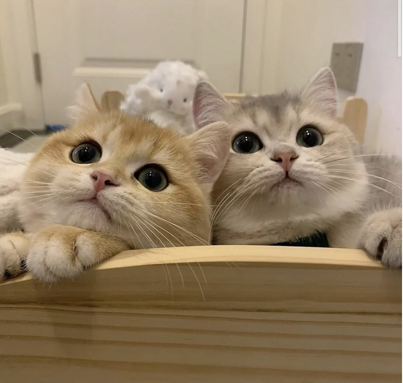 心理测试图:以下4张猫咪的图片,你最喜欢哪一张?