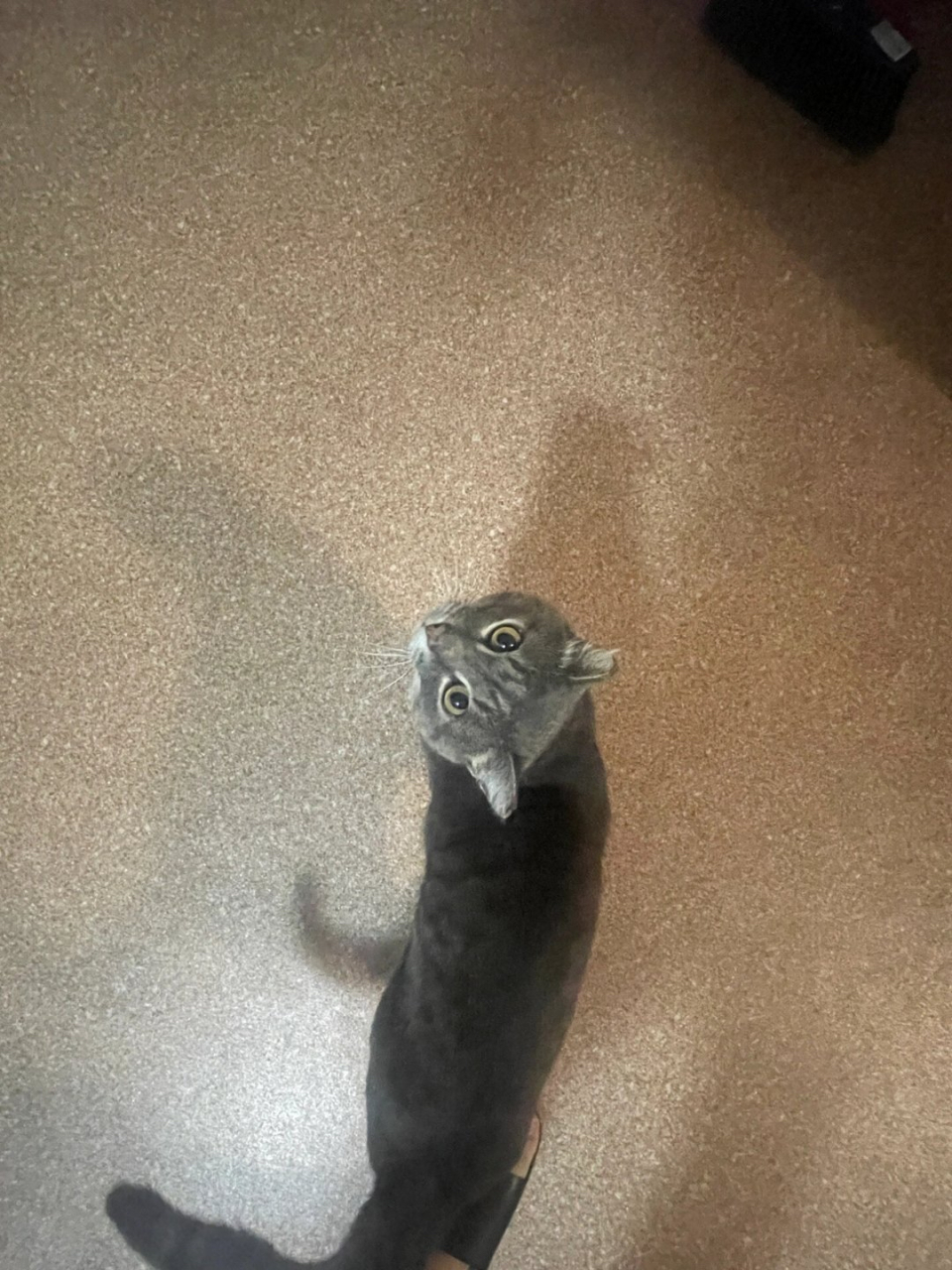 什么!原来小猫耳朵真的会被冻掉01