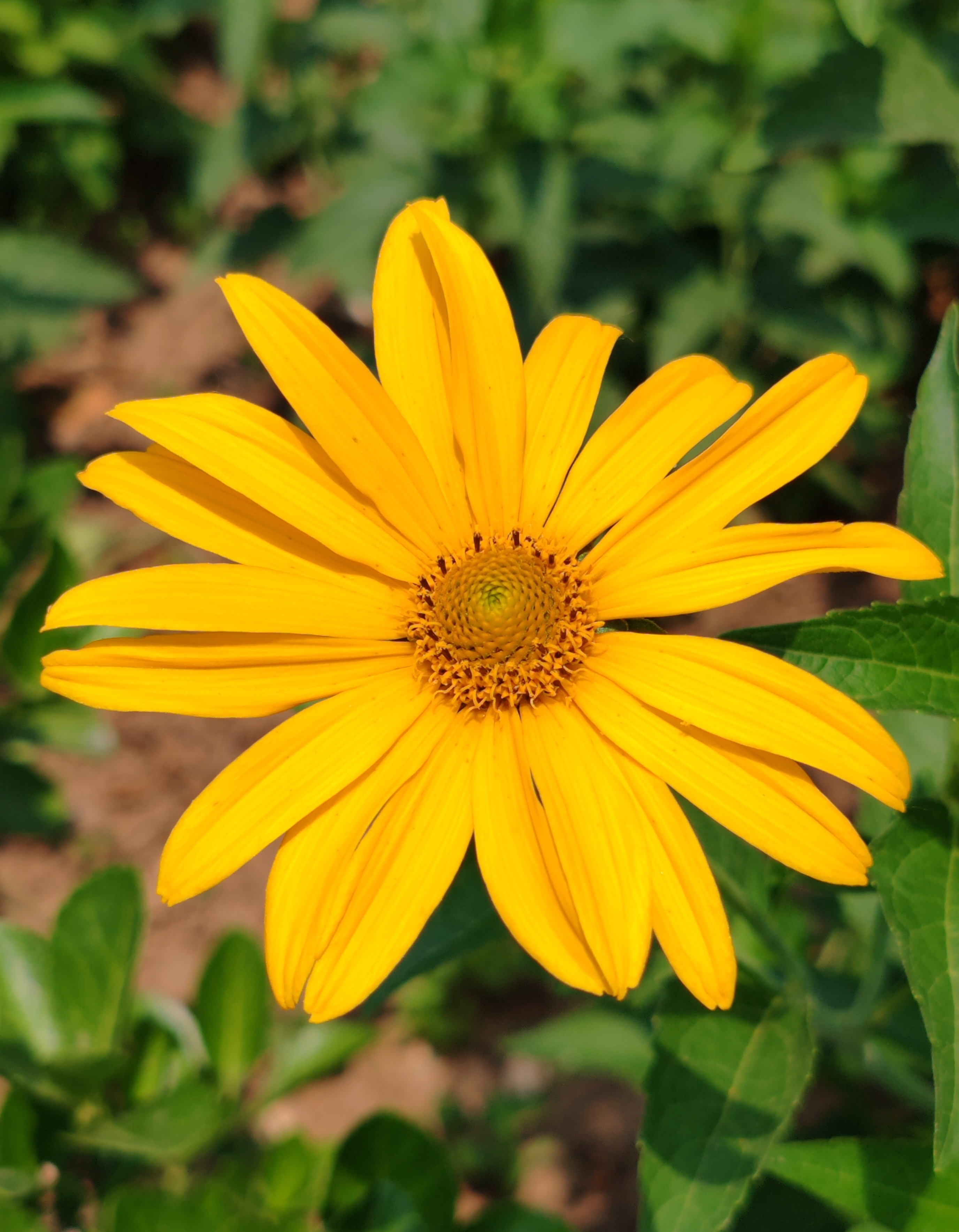 日光菊,不仅因其亮丽的色彩,美丽的外观而受到