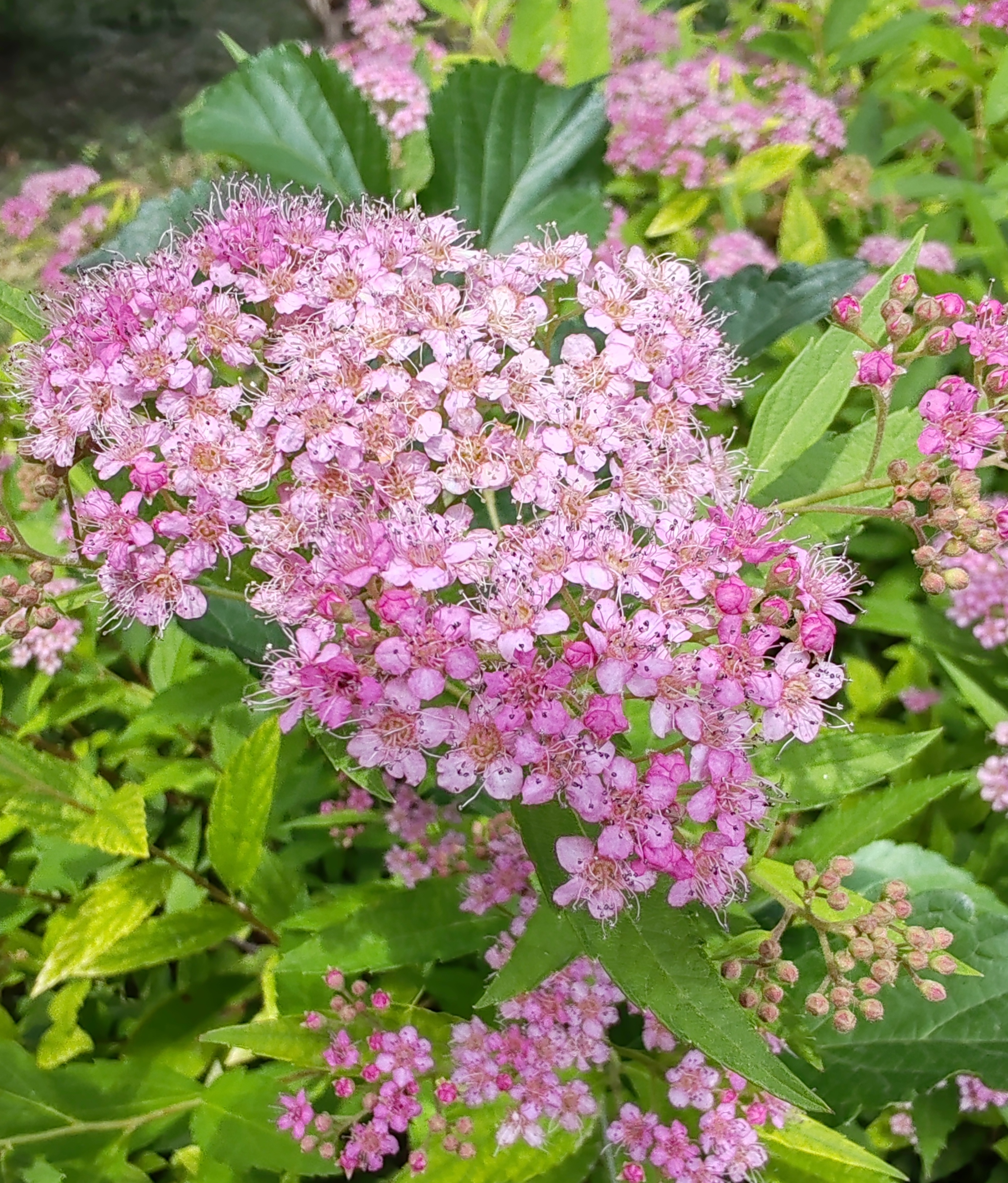 每天认识一种植物# #动态连更挑战#  粉花绣线菊,"山涧绿丛丛,花中红