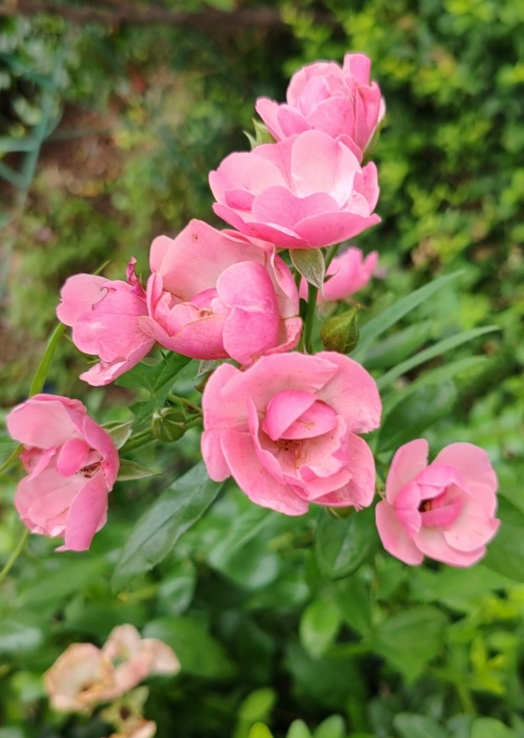 身边的植物# 粉色月季花的花形十分优美,它的花瓣层叠交错,宛如湿开