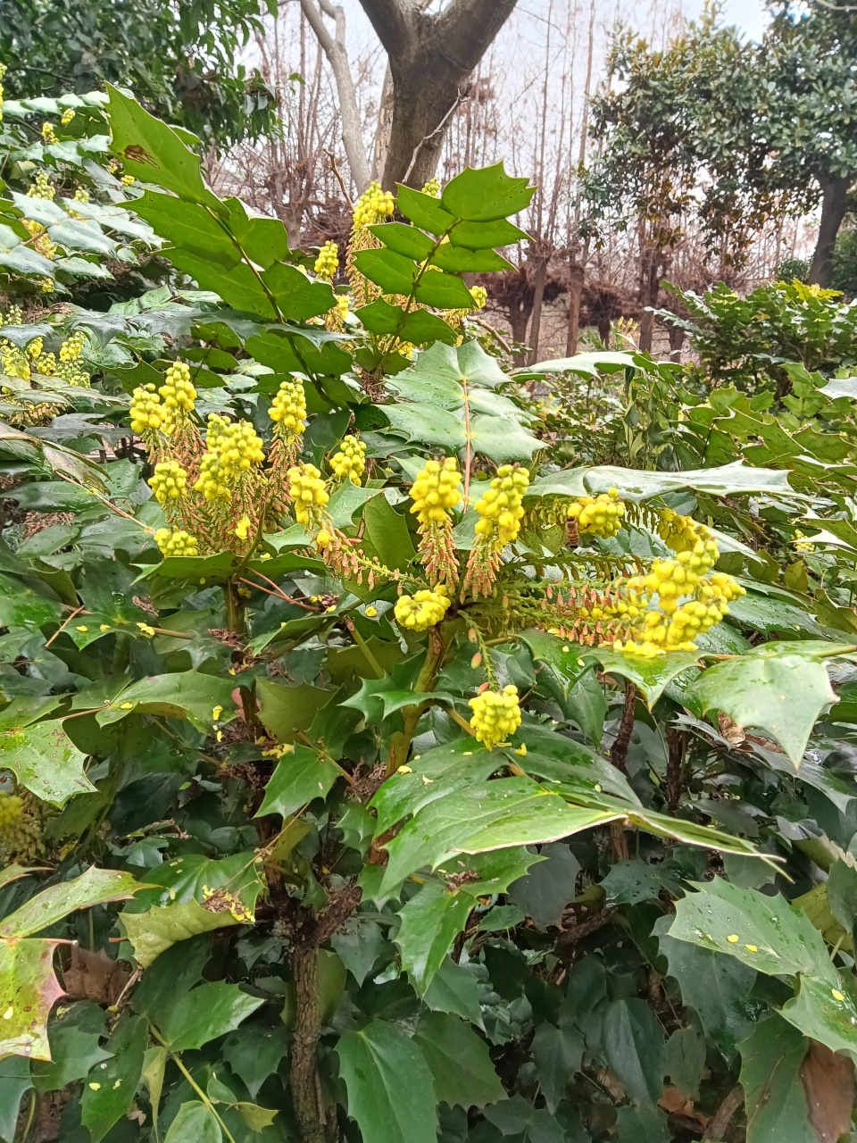 阔叶十大功劳药用价值图片