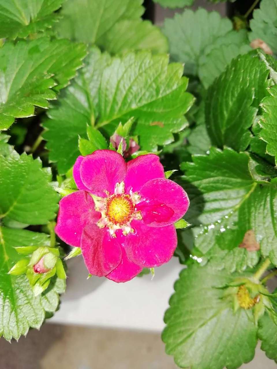 红花🌸草莓#生活百科#  一般草莓🍓花🌸是白色的.
