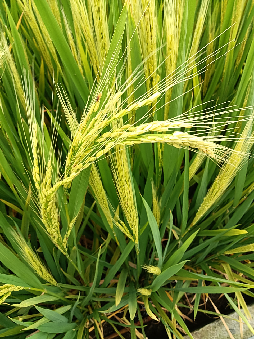 看起来像青稞或大麦的水稻#秋日生活创作季#  此水稻有长长的白色芒