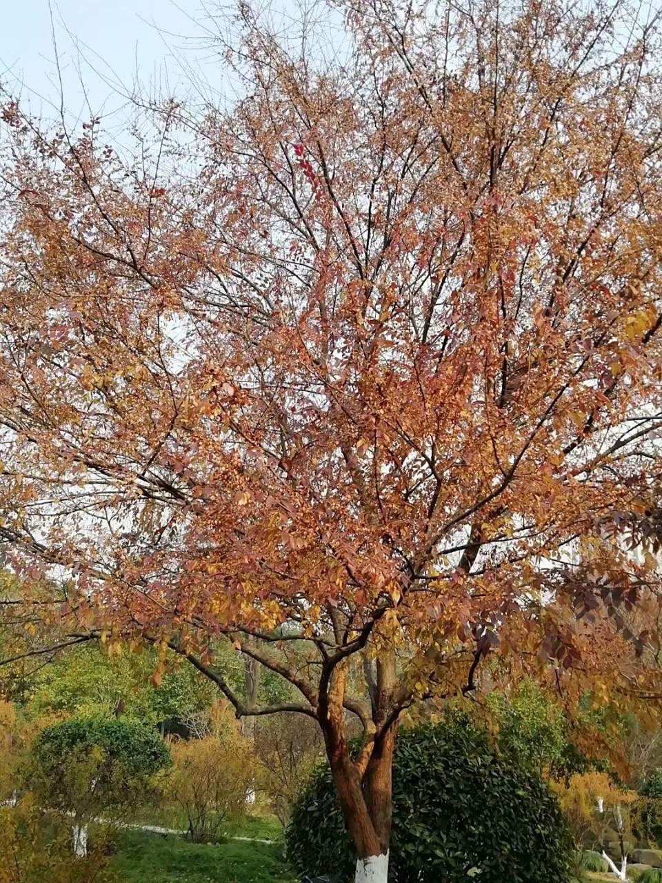 榔榆冬叶胜红枫——新优彩叶树种榔榆 经育种改良的榔榆颜色更红,黄.