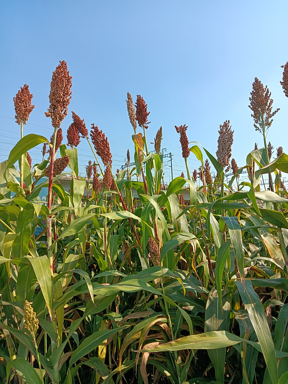 高楼大厦伴随着红高粱,给人治愈#科普小知识# .