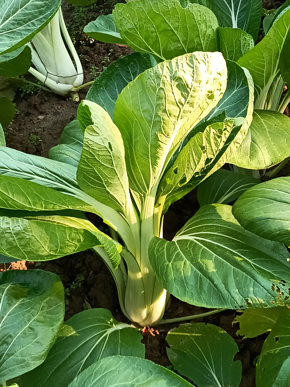 长梗白菜主要用作"冬腌菜". 有的已抽薹开花.