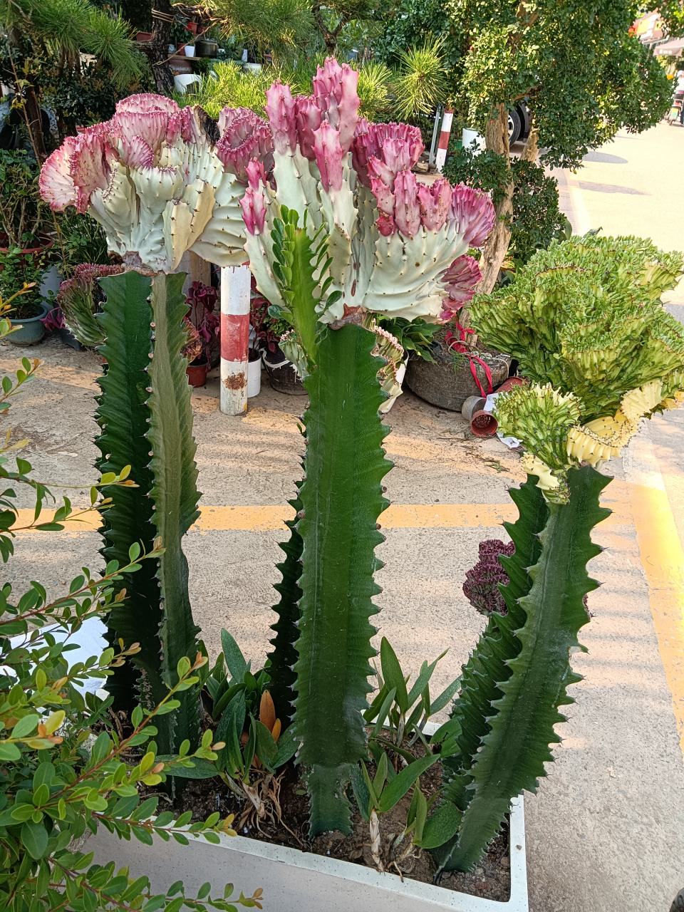 珍品多肉植物——彩春峰#秋日生活创作季#  春峰斑