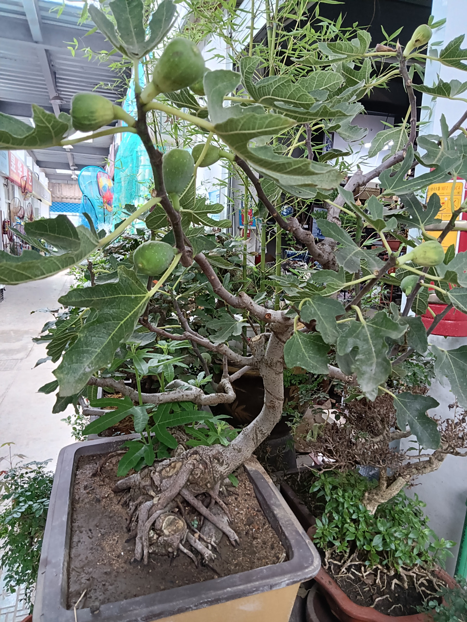 无花果盆景