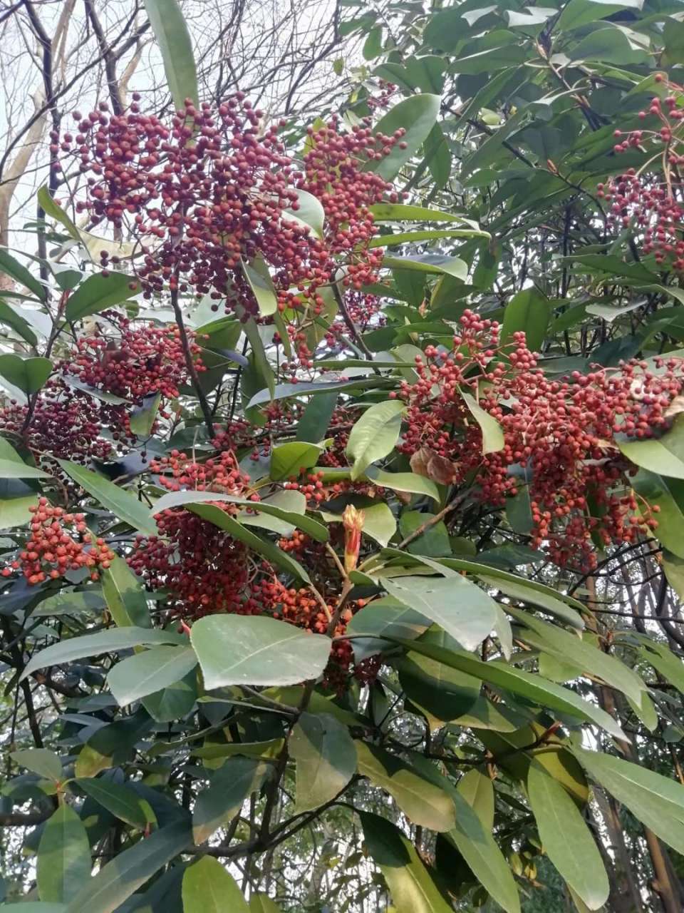 "生于石间向阳之处",故名石楠(楠). 果实为红色球形.