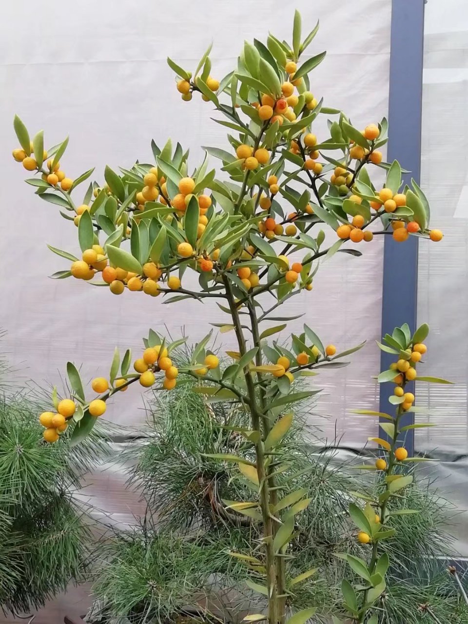 观叶观果观干佳木——芸香科金豆#秋日生活创作季#  金豆,又名山桔,山