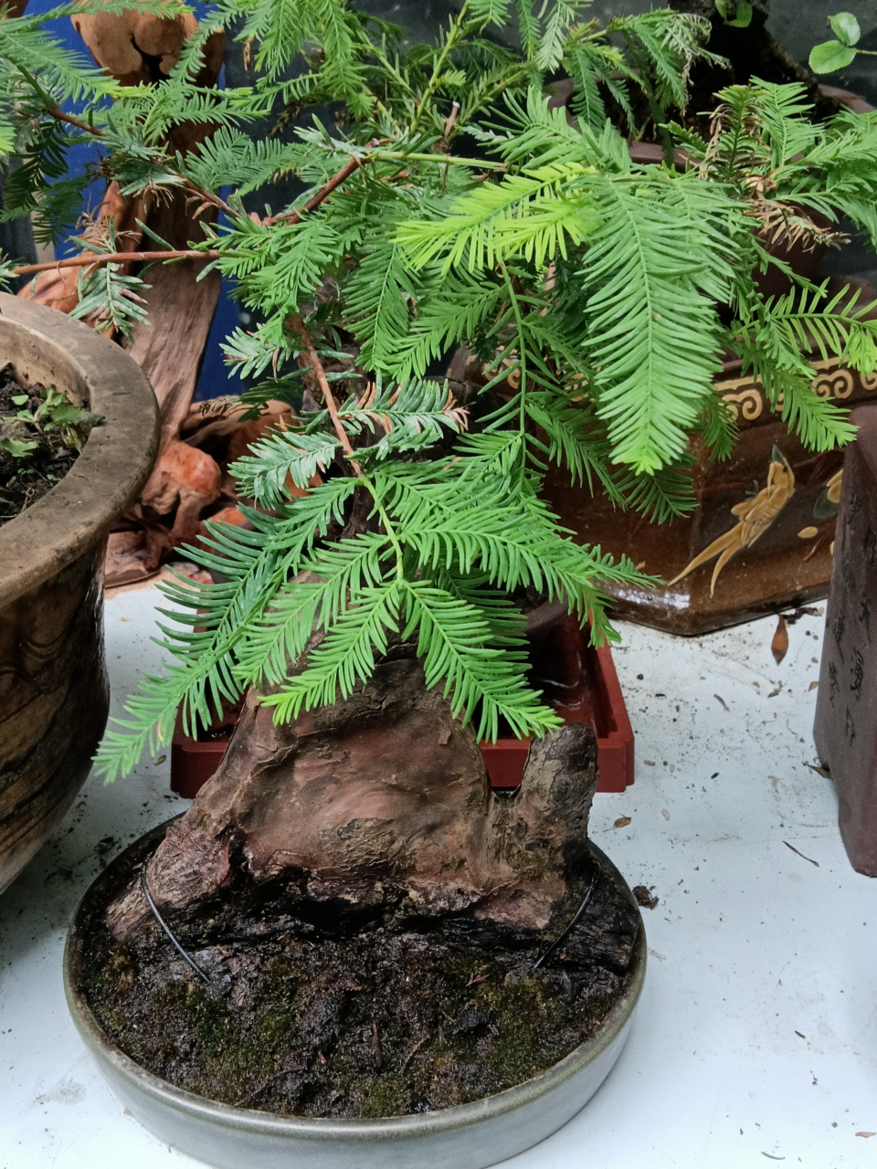 膝根盆景#秋日生活创作季#  落羽杉膝根盆景; 落羽杉耐水淹,形成膝状