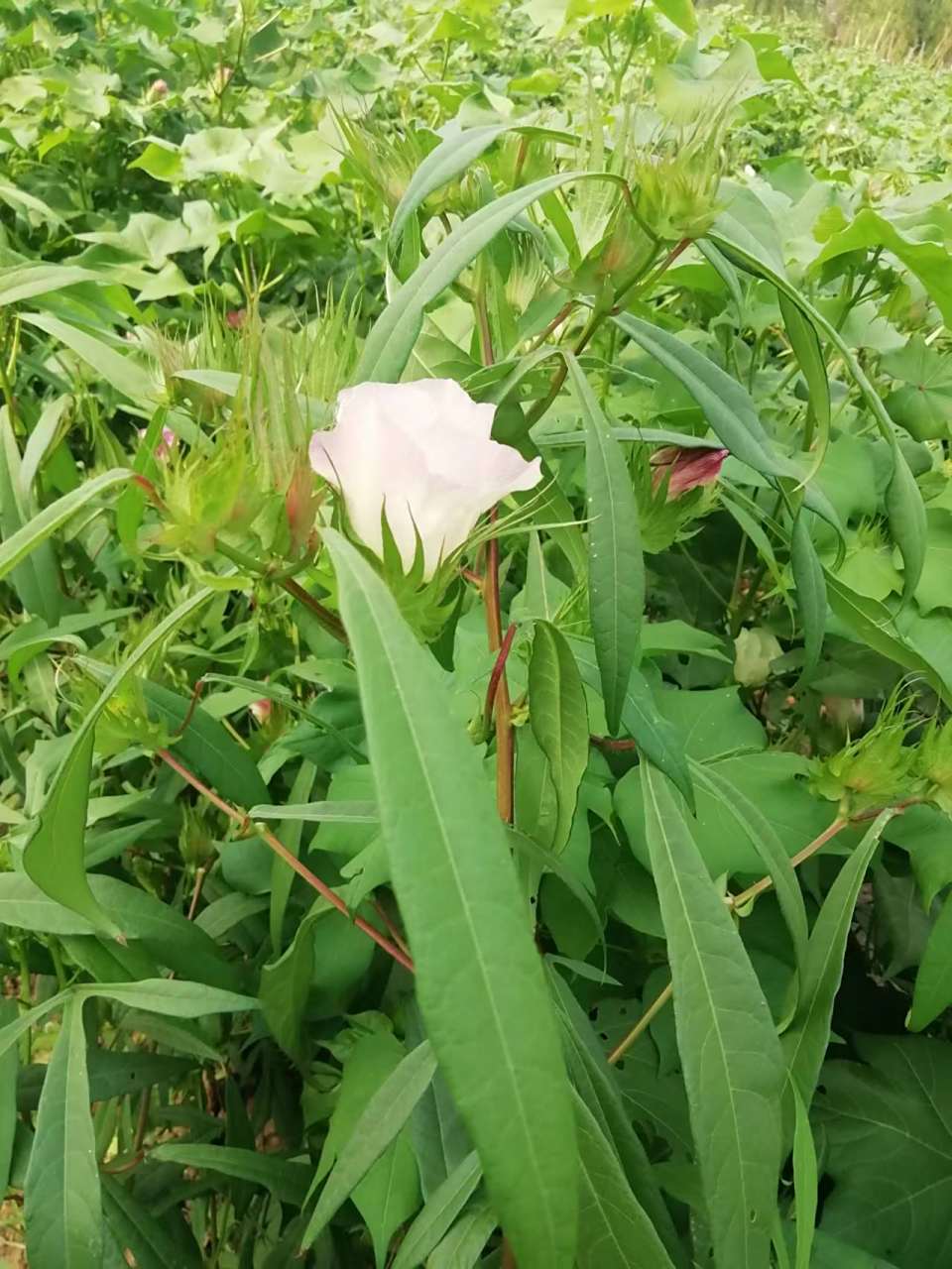 "桃叶"棉花开#秋日生活创作季#  我们常见的棉花叶子为"掌状",这种