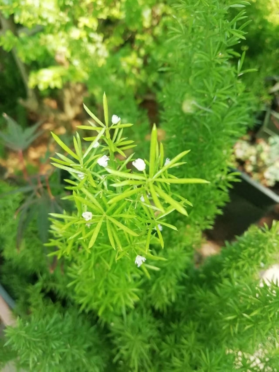 开花结果的狐尾天门冬#秋日生活创作季#