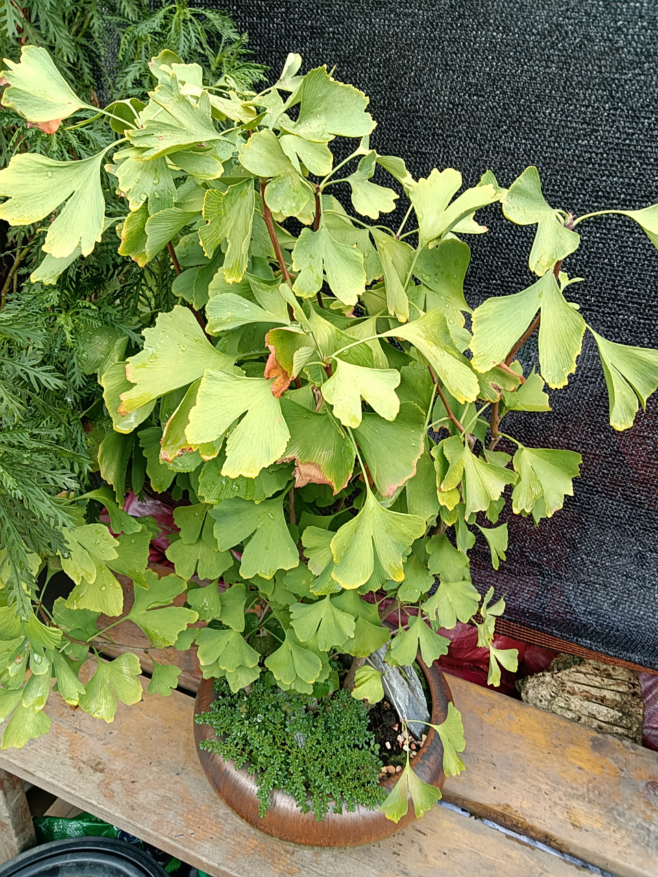 银杏树盆景#秋日生活创作季#  盆景材料多种多样.