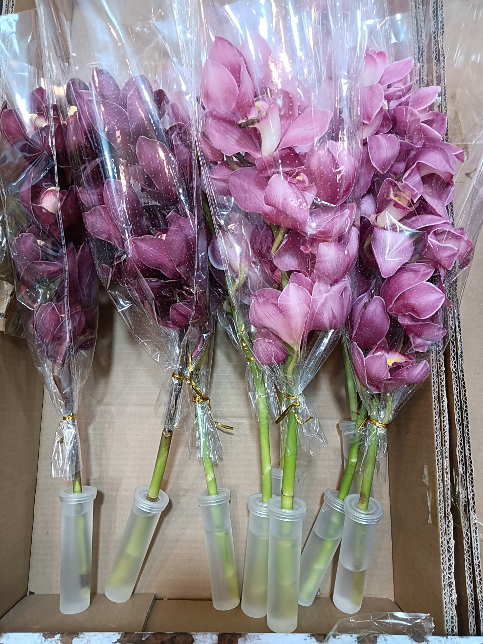 迎龙年——微插花——大花蕙兰#我在2024等你# #2月图文动态激励计划