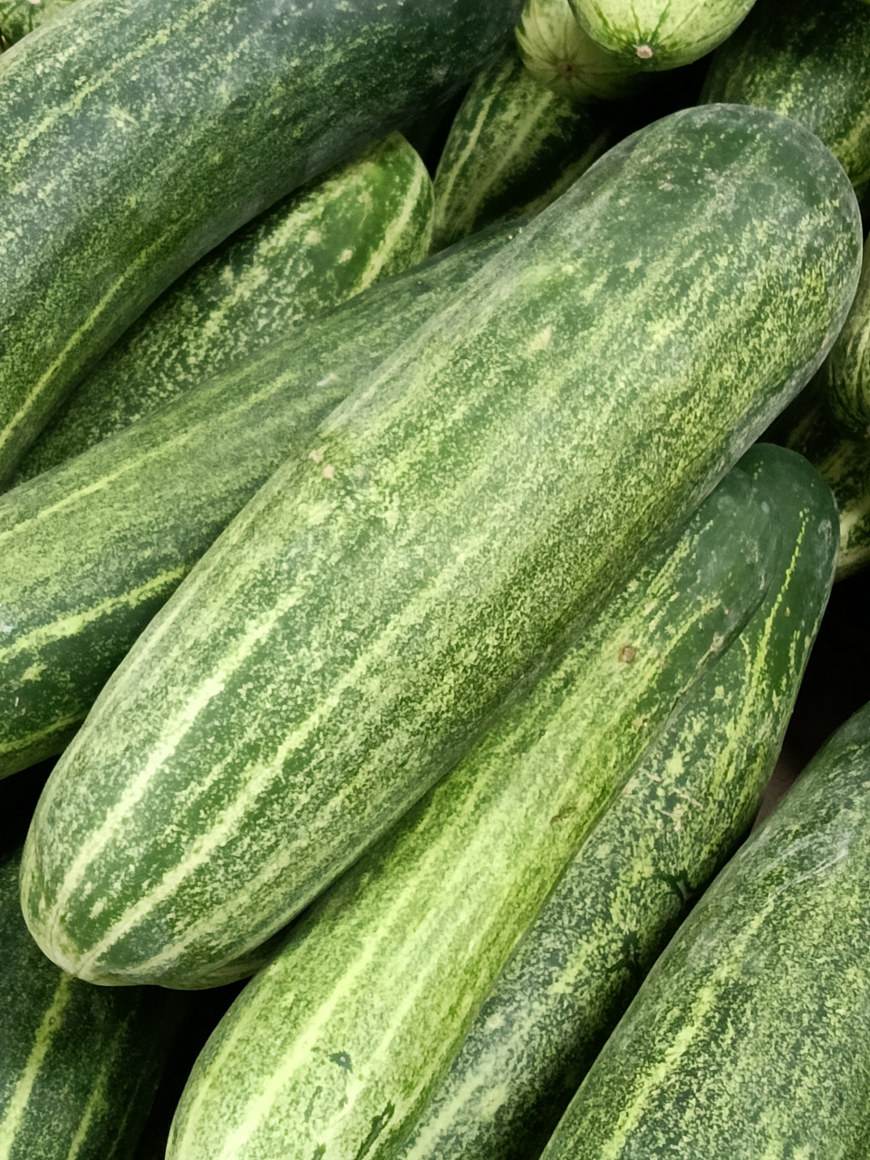 土黄瓜(老式黄瓜)#秋日生活创作季#  看起来似小南瓜. 适宜炒食.