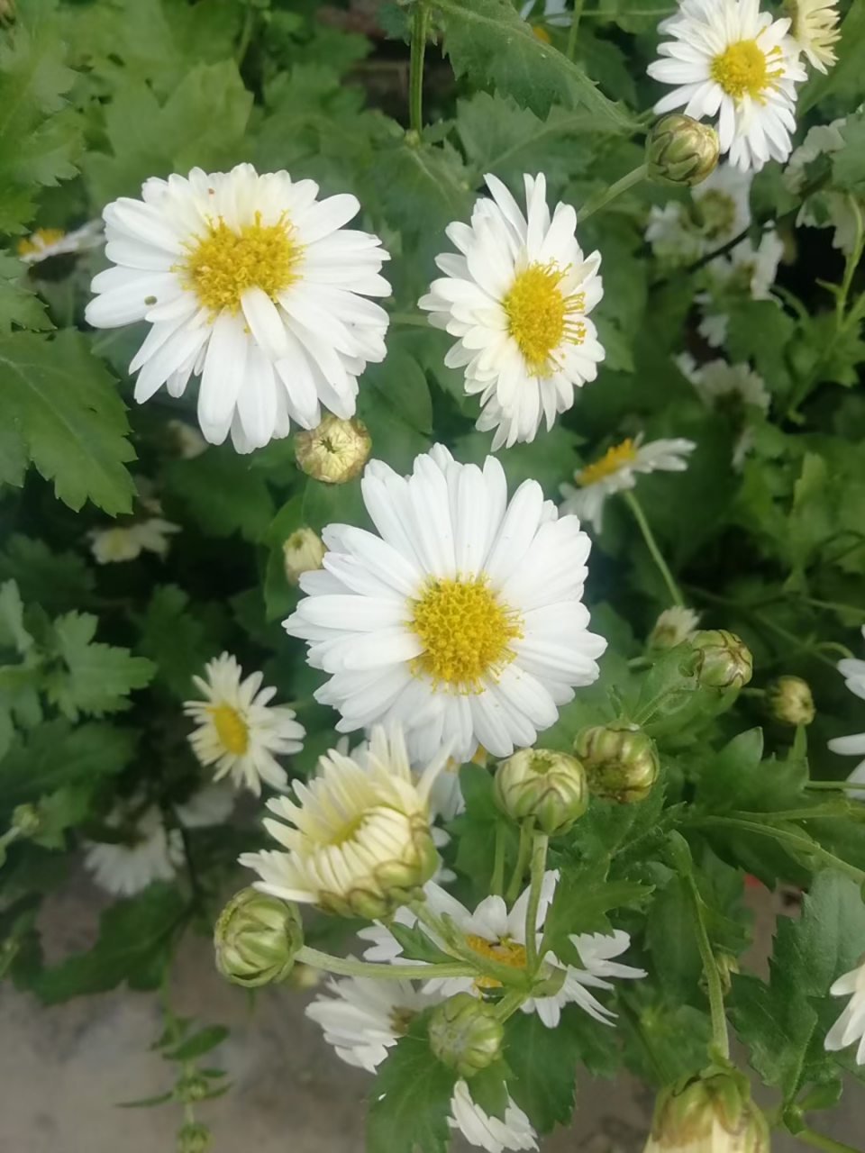 清热明目——杭白菊#秋日生活创作季#  杭白菊花不大,花量多; 耐看