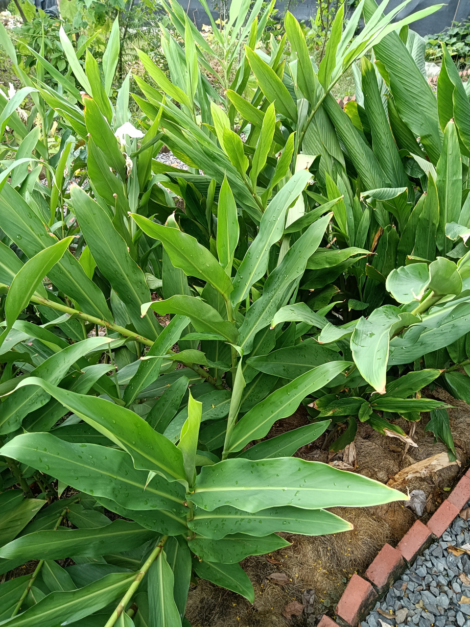 姜花迎双节——中秋节 国庆节 又名野姜花等. 姜科姜花属草本植物.