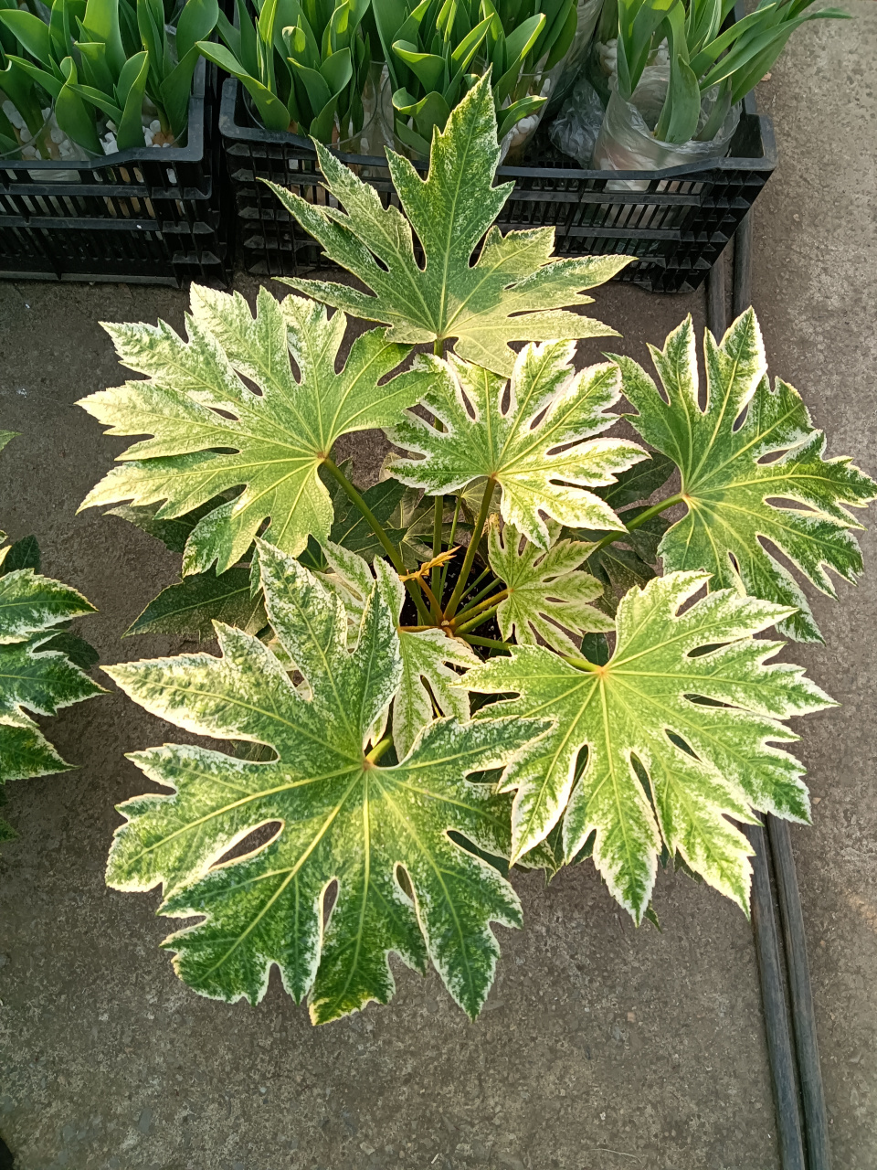 花叶(白锦)八角金盘#生活百科#  五加科八角金盘属常绿灌木.
