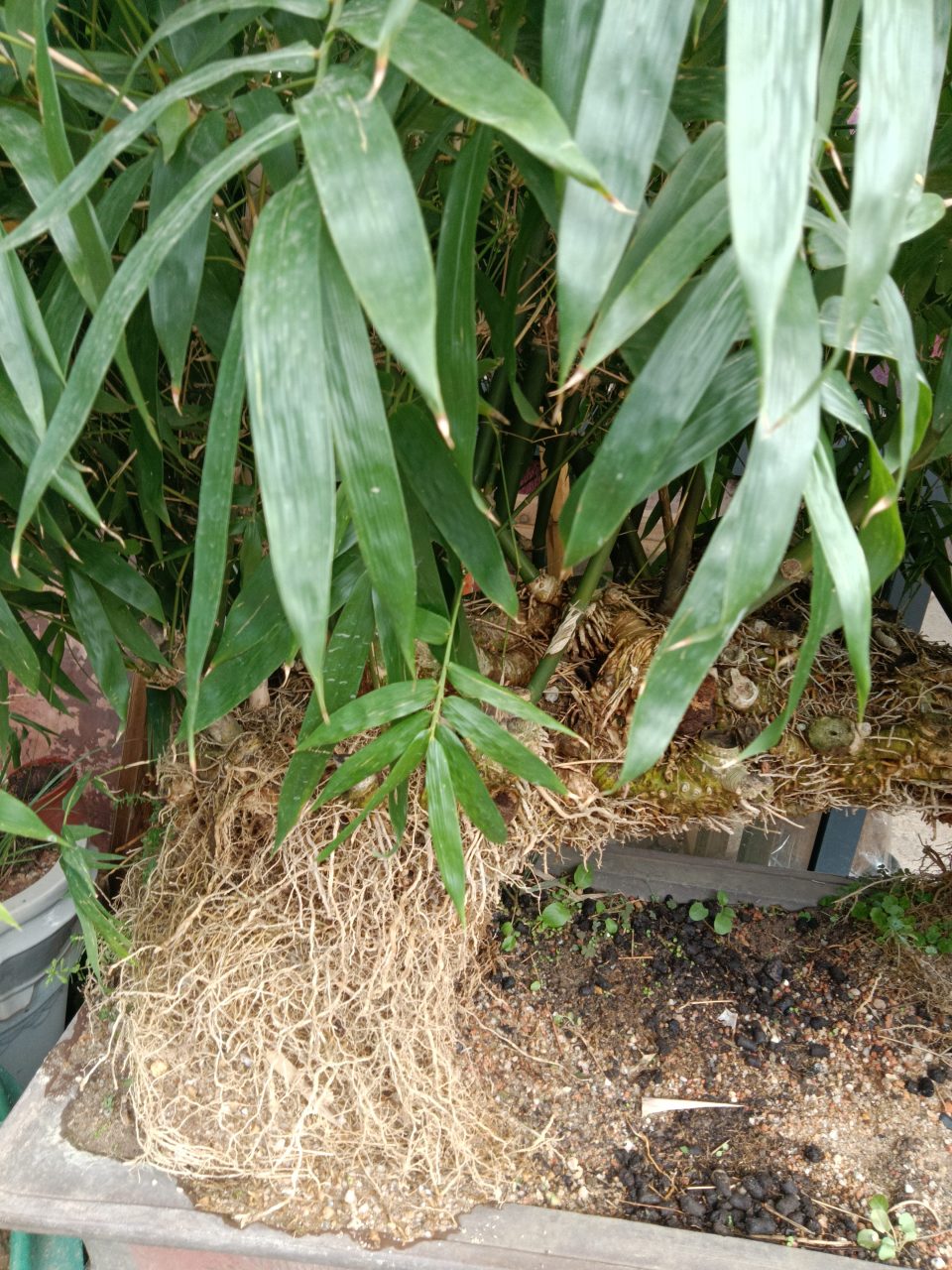 竹子地下茎图片