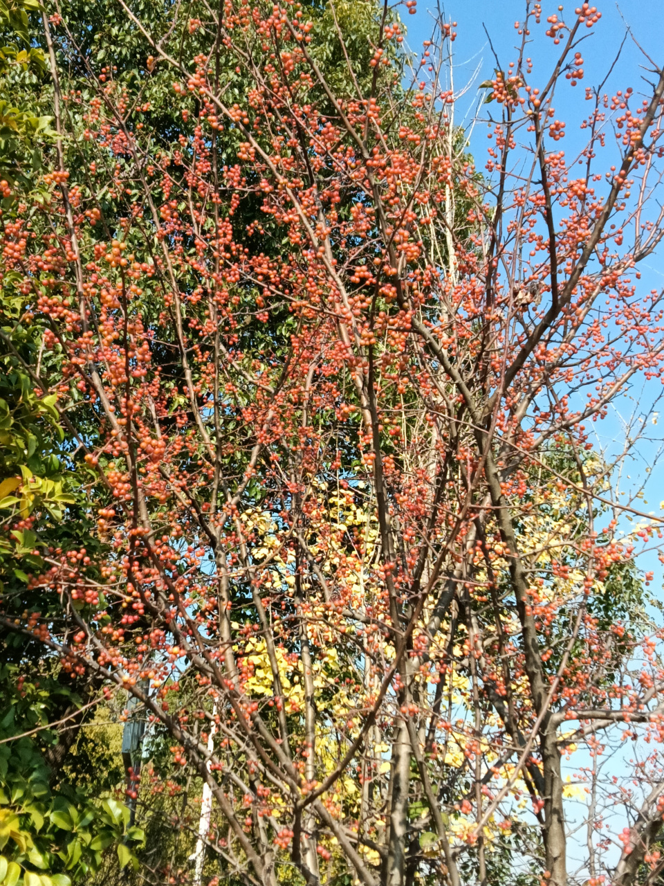 海棠果红#生活百科#  垂丝海棠红果,晶莹剔透.