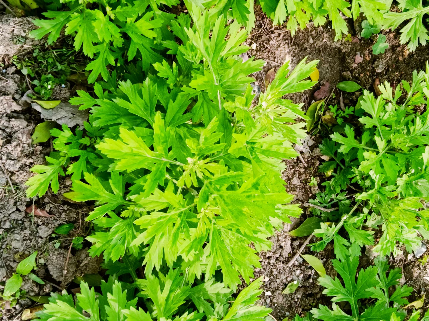 艾草开花结籽的图片图片