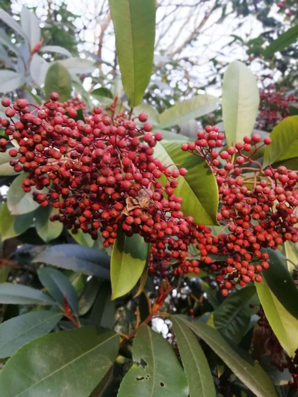 "生于石间向阳之处",故名石楠(楠). 果实为红色球形.