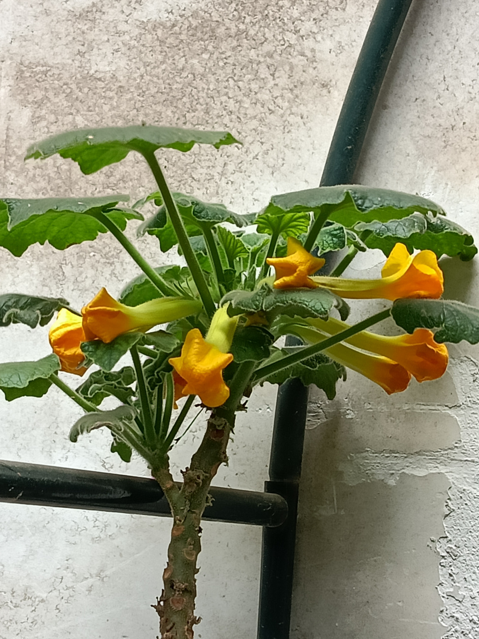 新优花卉——黄花胡麻(安卡丽娜)#秋日生活创作季#  芝麻科钩刺麻属