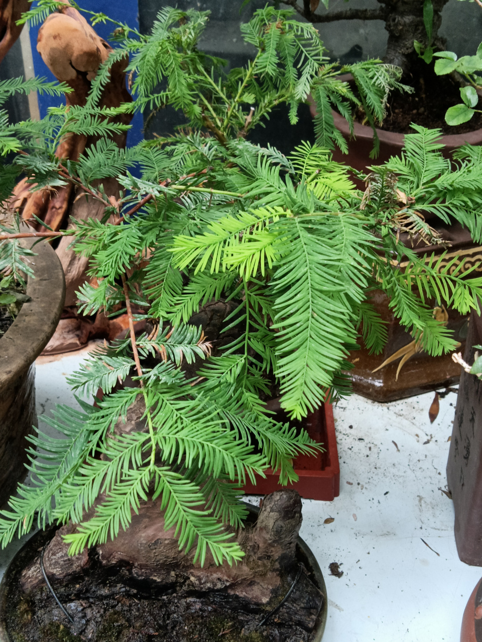 膝根盆景#秋日生活创作季#  落羽杉膝根盆景; 落羽杉耐水淹,形成膝状