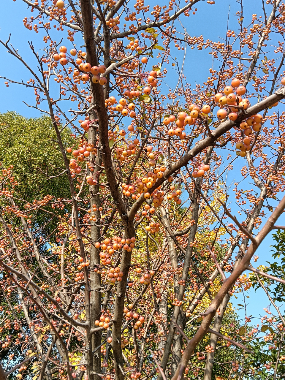 海棠果红#生活百科#  垂丝海棠红果,晶莹剔透.