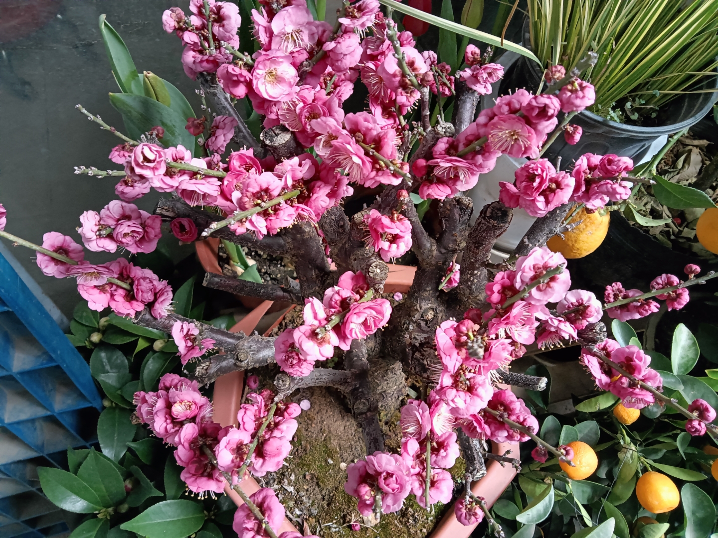 早安!#动态安宅象牙开花图黑珊瑚海棠开花图