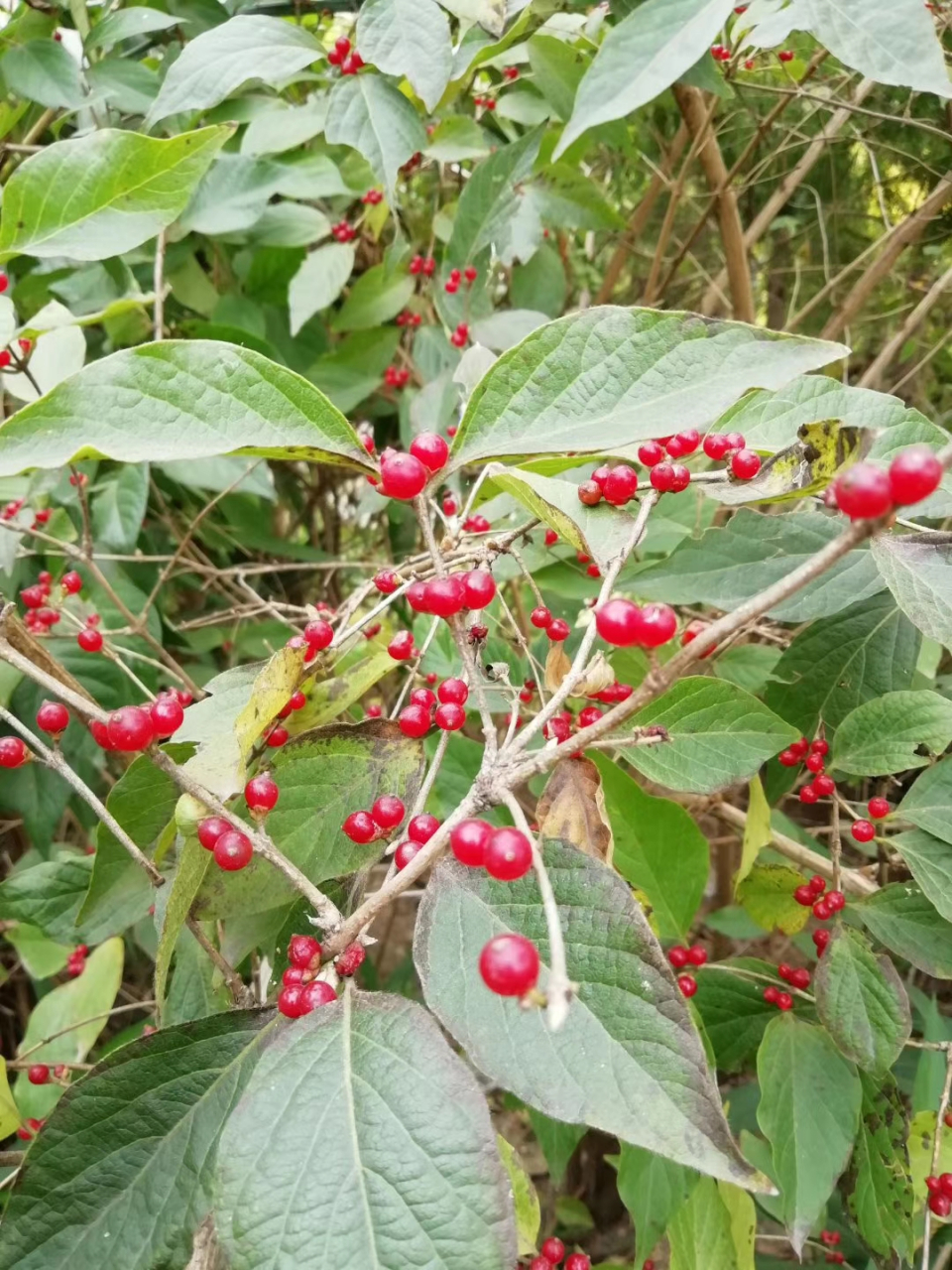 繁果忍冬图片