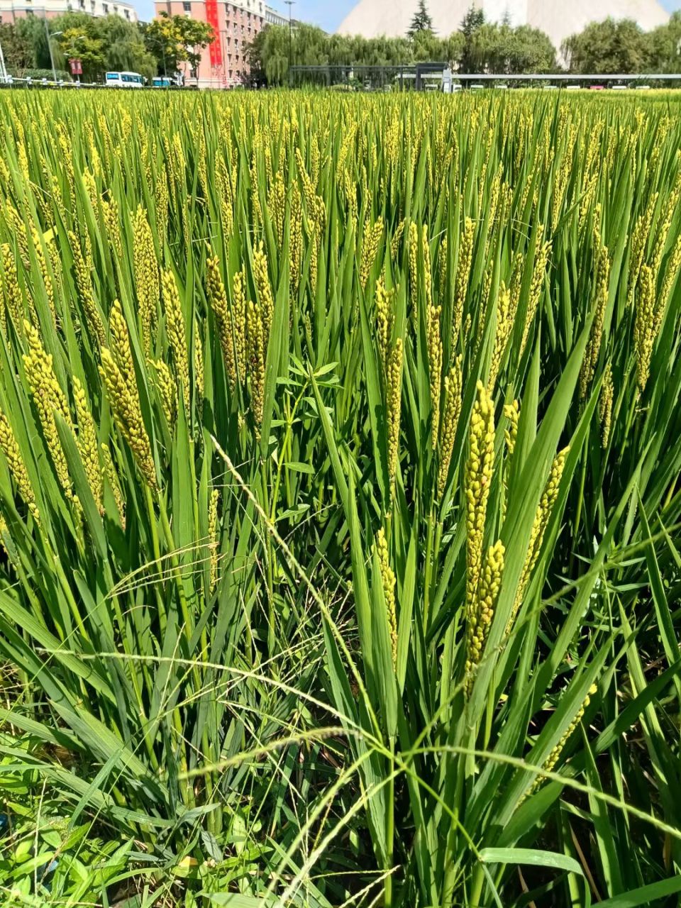 红芒水稻#秋日生活创作季#