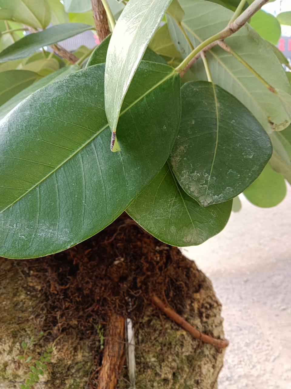 直脉榕盆景#秋日生活创作季#  直脉榕为桑科榕属植物. 叶革质,椭圆形.