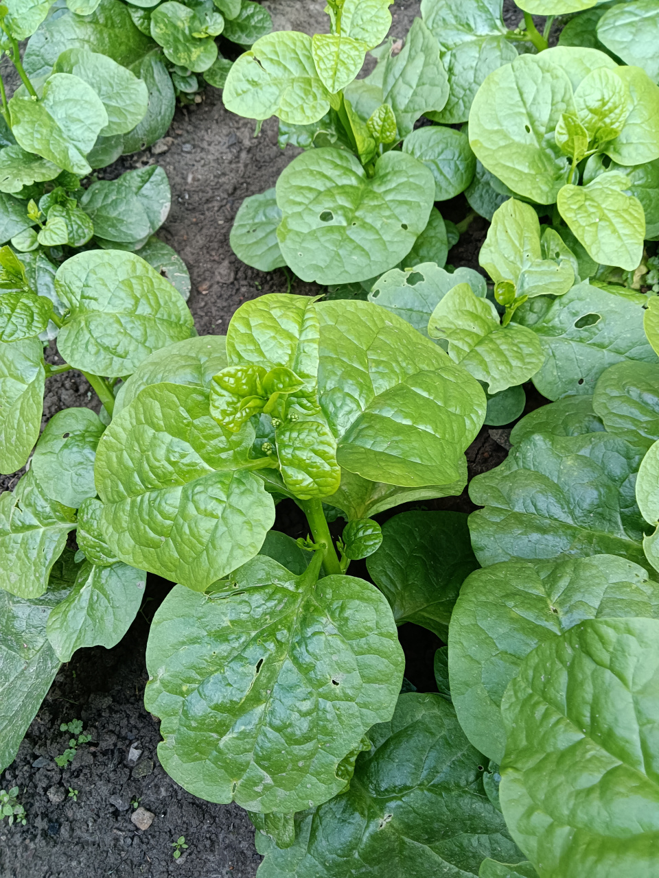 木耳菜(落葵)地被栽培#秋日生活创作季#  木耳菜一种多汁叶类蔬菜.