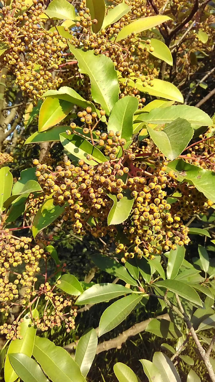 "生于石间向阳之处",故名石楠(楠). 果实为红色球形.