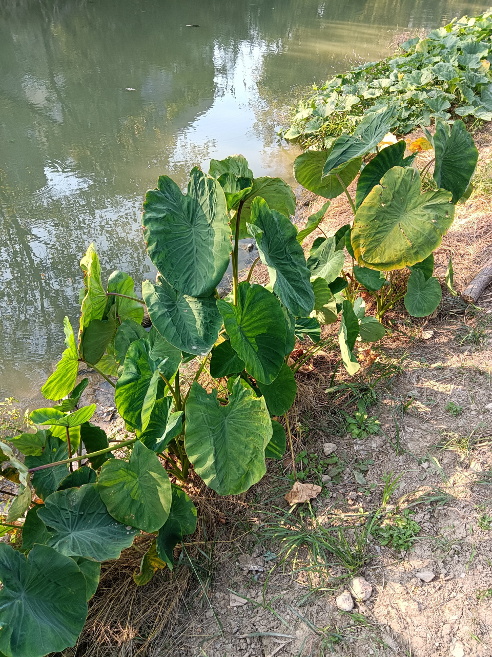 有一种水芋头,可以生长在浅水中. 这是生长河水边的芋头