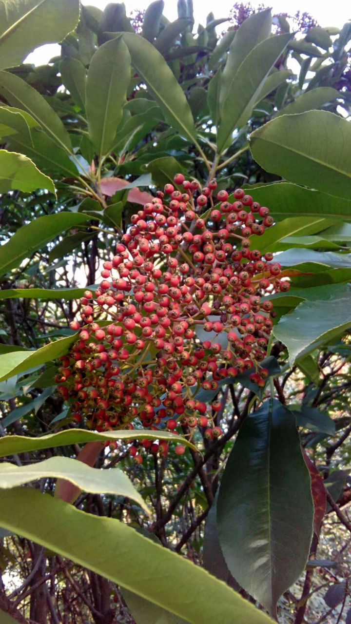 "生于石间向阳之处",故名石楠(楠). 果实为红色球形.