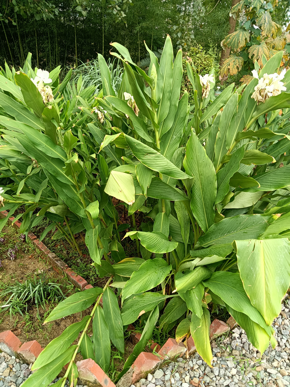 姜花迎双节——中秋节 国庆节 又名野姜花等. 姜科姜花属草本植物.