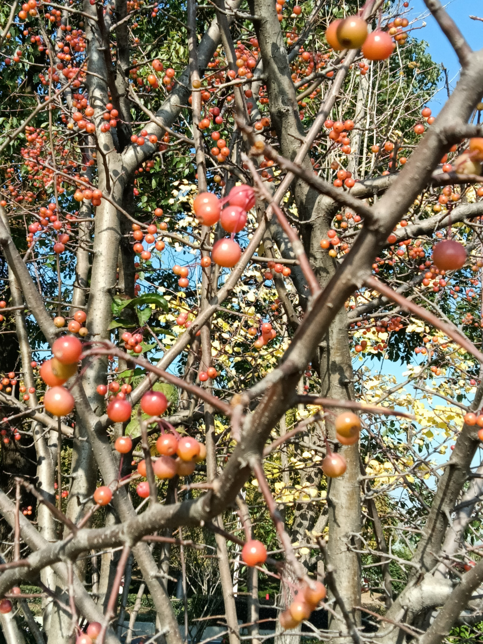 垂丝海棠果实图片