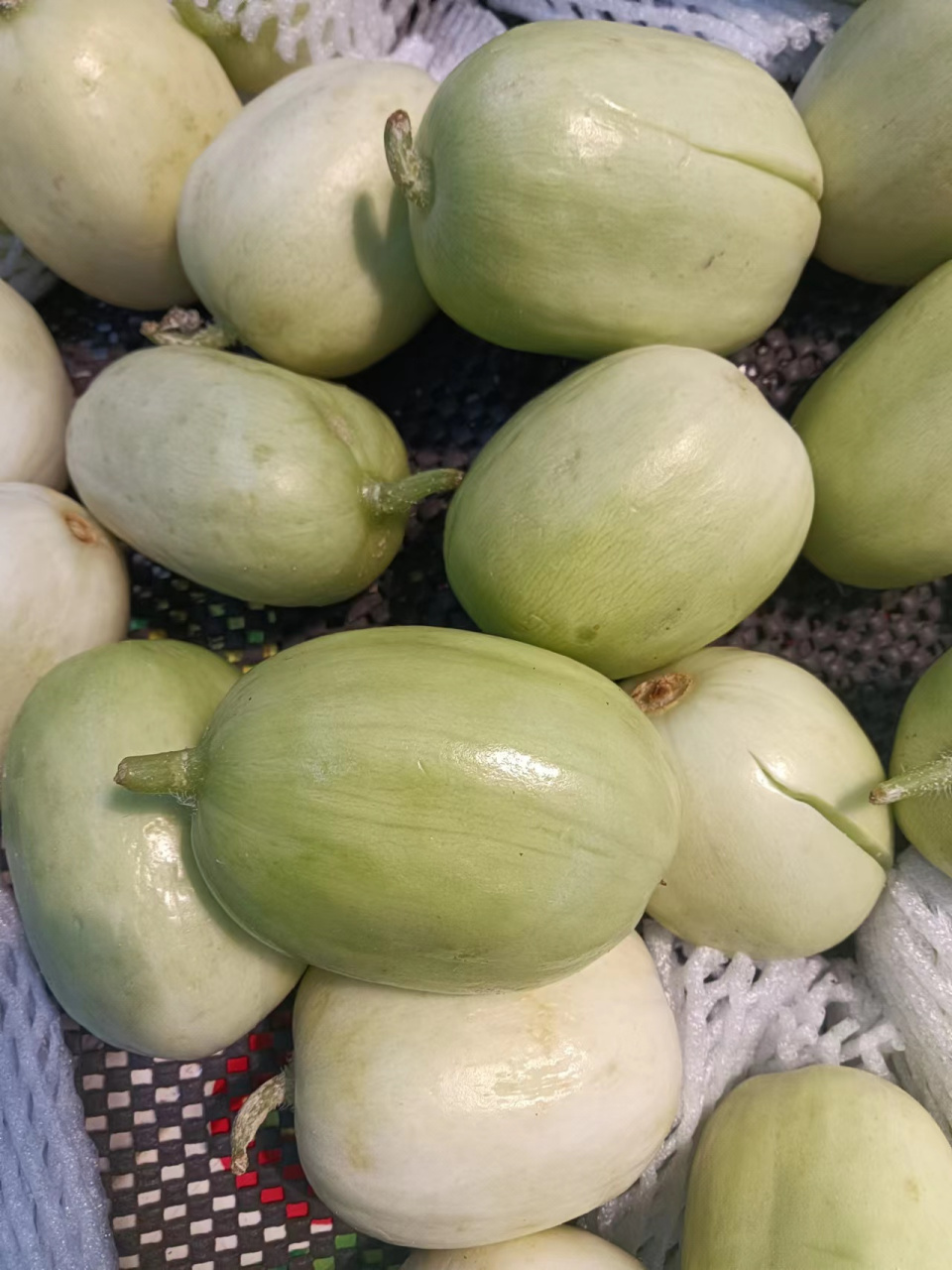 黄瓜新品种——椭圆型青枣黄瓜