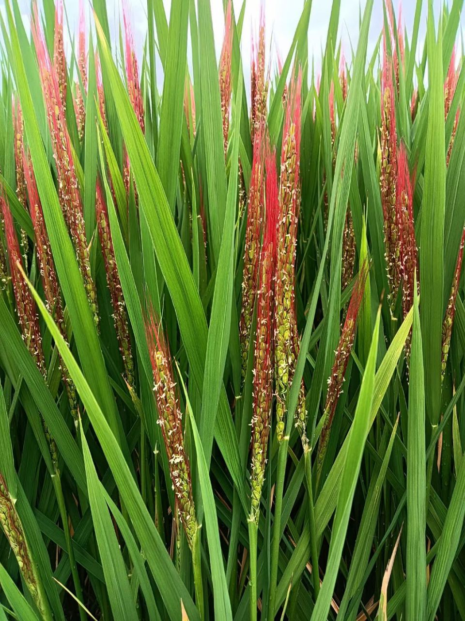 红芒水稻#秋日生活创作季#