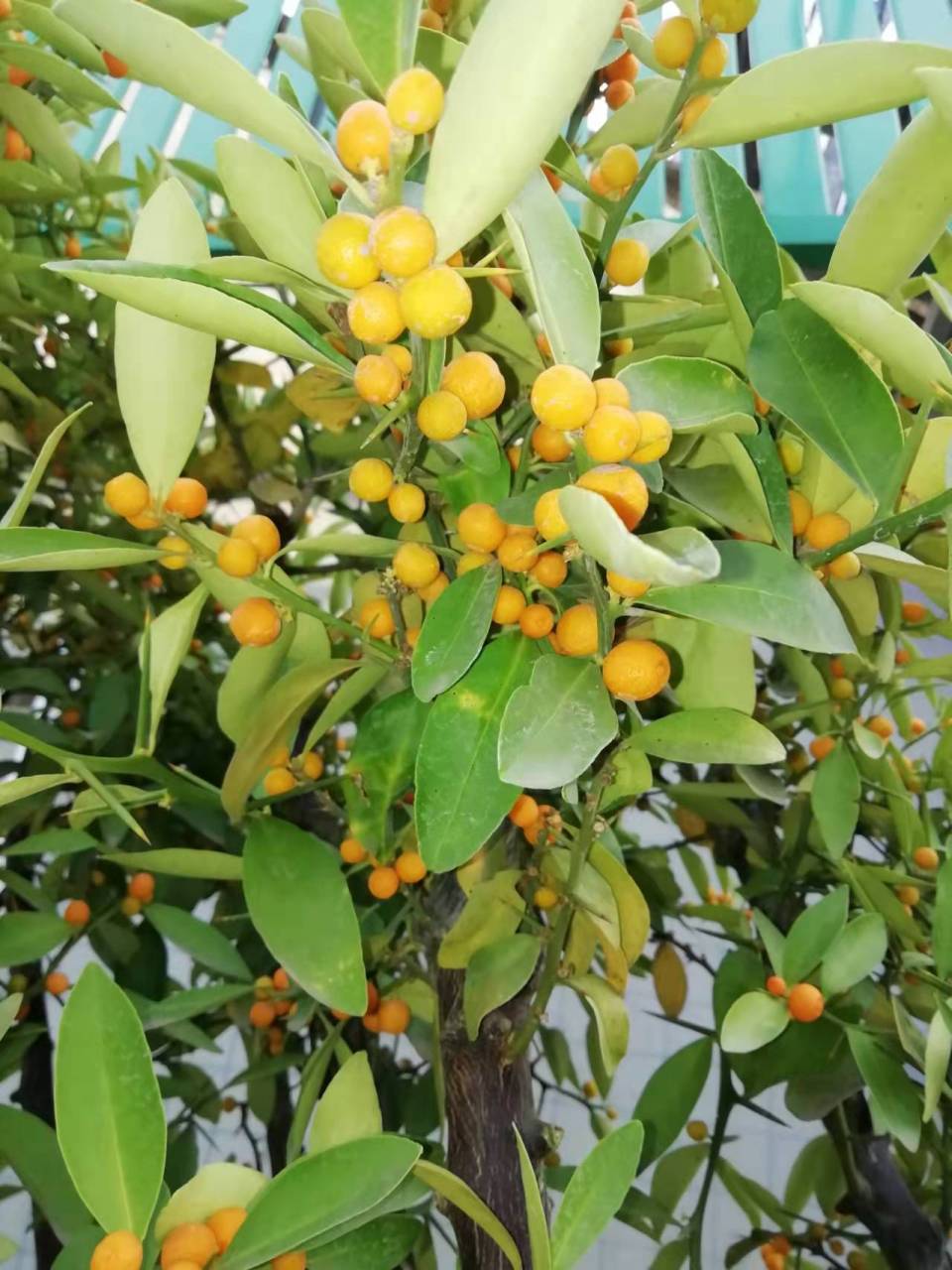 金豆,又名山桔,山柑,芸香科金橘属常绿灌木