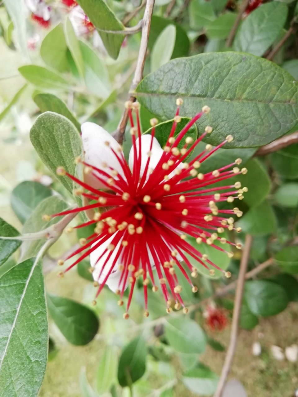 新型观花食果植物——费油果#秋日生活创作季#  菲油果属桃金娘科菲油